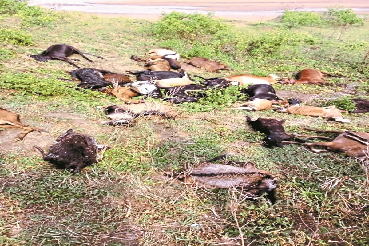 CG News: आकाशीय बिजली का कहर, नदी किनारे चर रहे 30 बकरियों की मौत