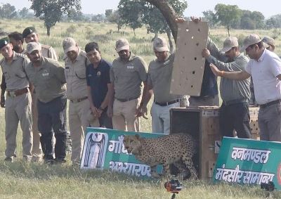 केलवाड़ा कस्बे से विशेष प्रोटोकॉल के साथ वन विभाग की टीम गुजरी। बुधवार शाम को धीरा को गांधीसागर अभयारण्य में रिलीज कर दिया गया। कैज का दरवाजा खुलते ही धीरा छलांग लगाकर झाडिय़ों में ओझल हो गई।