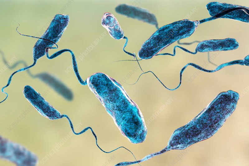 Cholera bacteria
