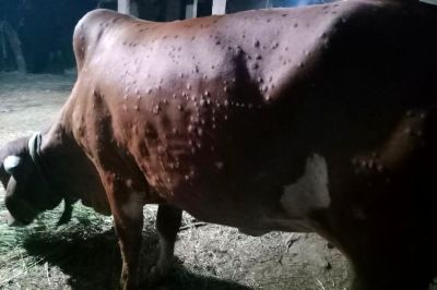 समय रहते नहीं लगाए लंपी रोकथाम के टीके, पशुओं में बढ़ी बीमारी