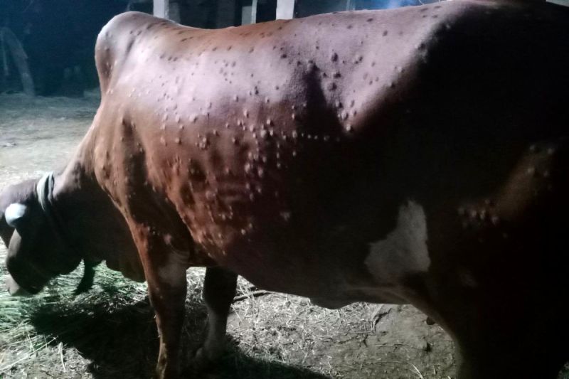 समय रहते नहीं लगाए लंपी रोकथाम के टीके, पशुओं में बढ़ी बीमारी