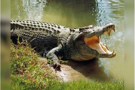 crocodile attack in rajasthan