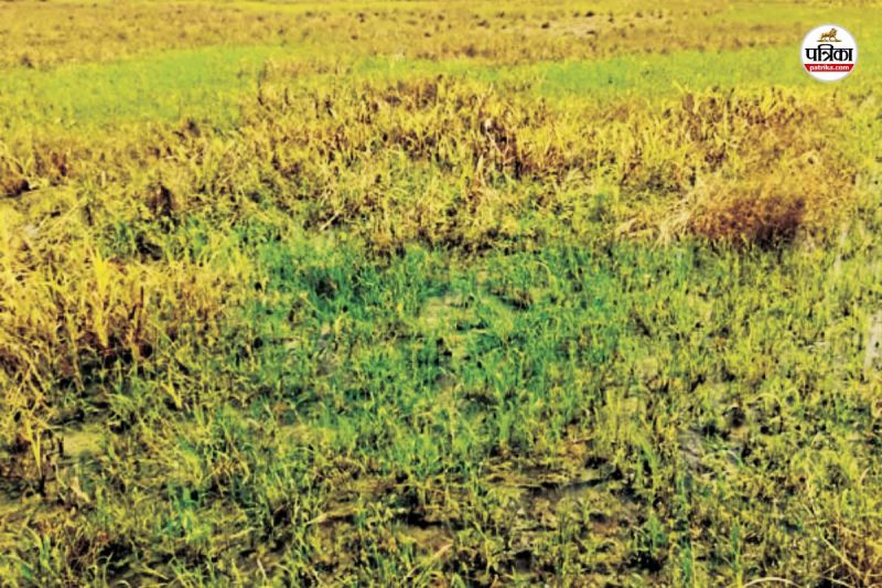 crop-damage-due-to-rain