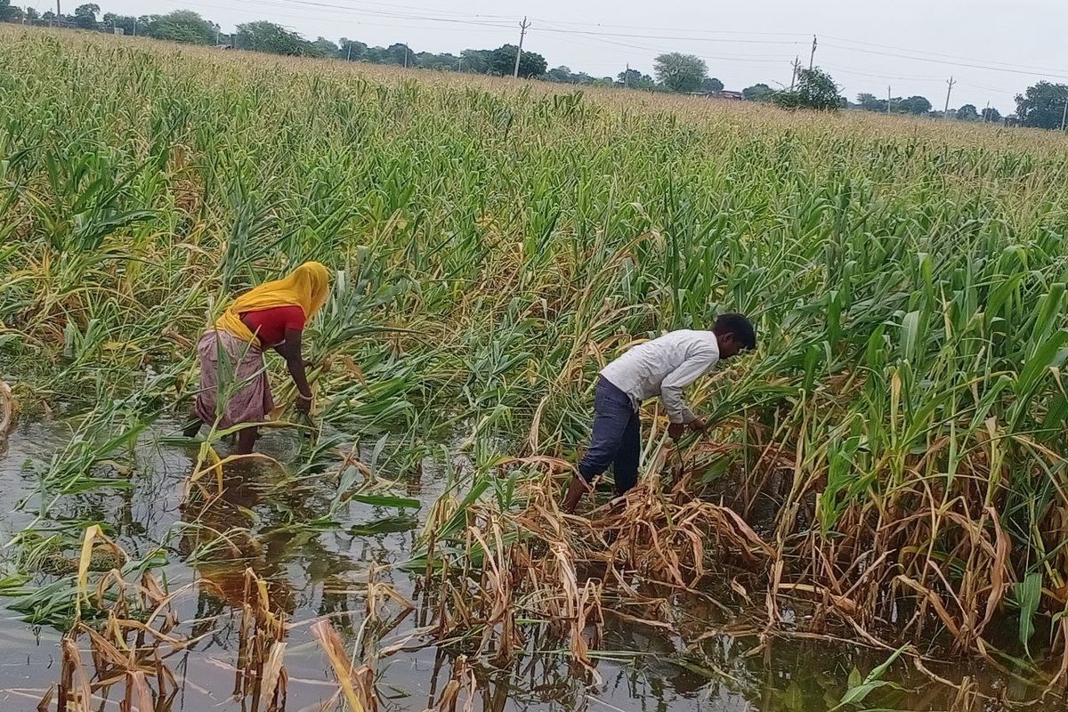 धूप खिलते ही खेतों से उठने लगी दुर्गंध, पशु भी नहीं खा रहे चारा
