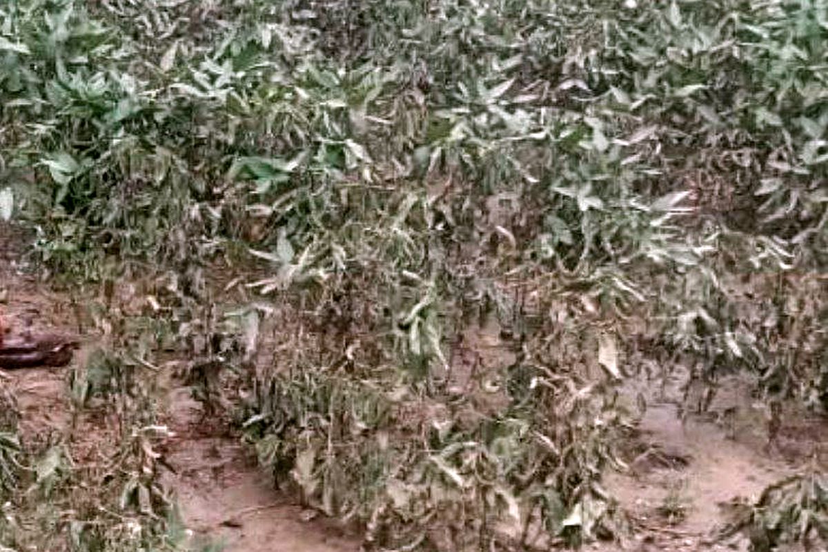 नैनवां में उड़द और सोयाबीन की भारी क्षति, खेतों में पानी