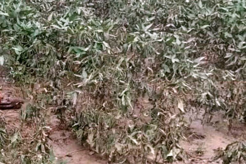 नैनवां में उड़द और सोयाबीन की भारी क्षति, खेतों में पानी