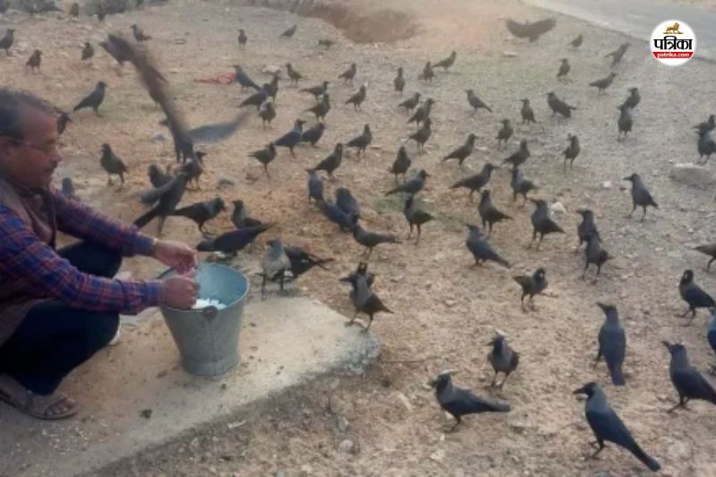 Shradh Paksha 2025 Rajasthan Crows Village thousands of crows are Protected in Hingoti Village Jaipur