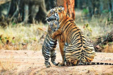 Pench Tiger Reserve entry fees increases expensive guide mp news