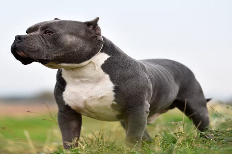 XL Bully dog
