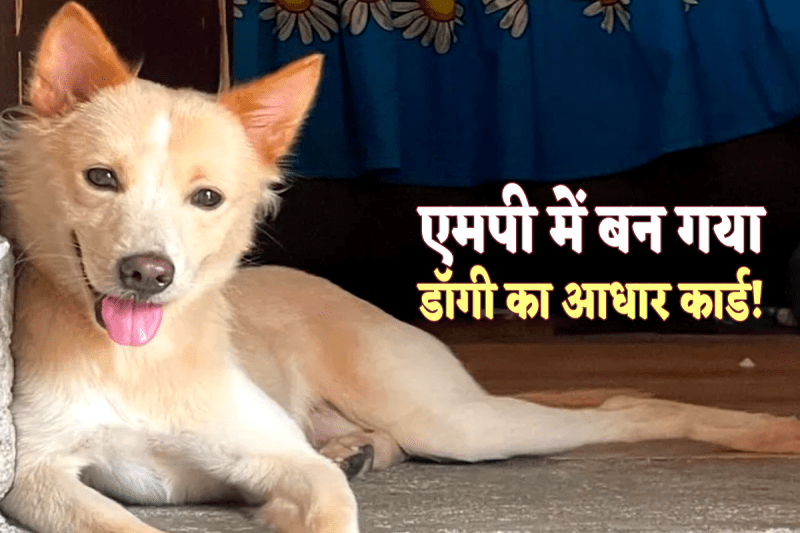 Tomy Jaiswal Aadhar Card