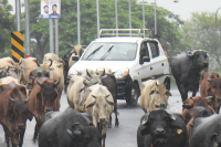 cattle owner identification ear tag harda road mp news