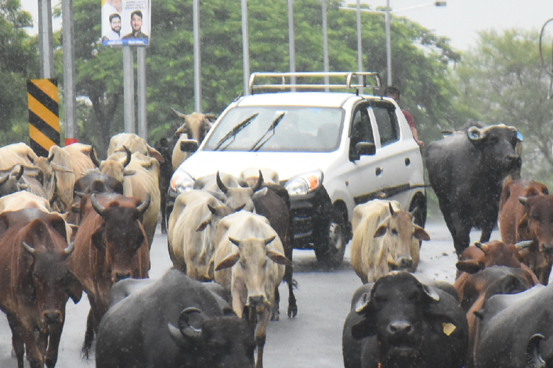 cattle owner identification ear tag harda road mp news