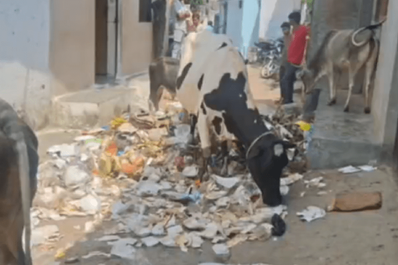 CM Helpline complaint cleaning staff spread garbage viral video mp news