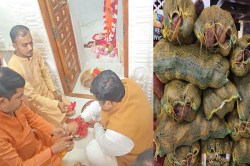 मन्नत हुई पूरी.. मंत्री बनने के बाद गजेंद्र यादव ने विंध्यवासिनी मंदिर में चढ़ाए
2016 नारियल, लिया आशीर्वाद - image