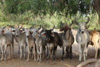 largest cattle wildlife sanctuary damoh 8000 cows shelter mp news