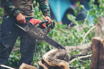 trees cut for garba pandal bjp leader ignored notice ratlam mp news