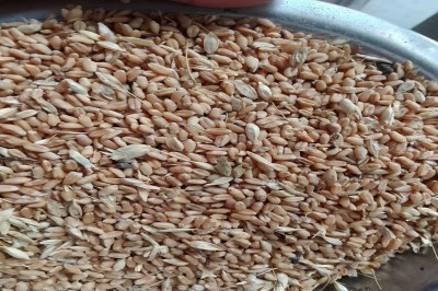 Traders were required to declare their wheat stocks within 15 days, the deadline for declaring stocks had passed.