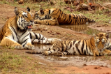 panna tiger reserve online tickets october bengal tiger mp news