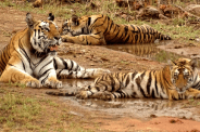 Nearly 100 tigers with new cubs in Panna Tiger Reserve