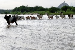 Rajasthan: टापू पर फंसी थी गायें, फिर नंदी बना ‘सेनापति’, सबको पार करवाई नदी,
वायरल हुई तस्वीर - image