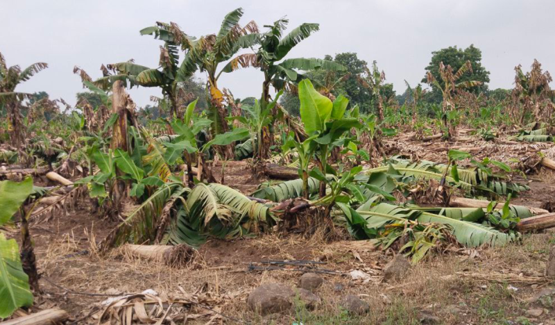 Farmers in Burhanpur suffer losses worth crores due to destruction of banana crop