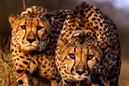 Kuno Leopards