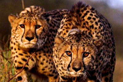 Kuno Leopards