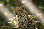 leopard cub