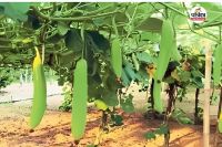 How to cultivate gourd using scaffolding method, what are its benefits
