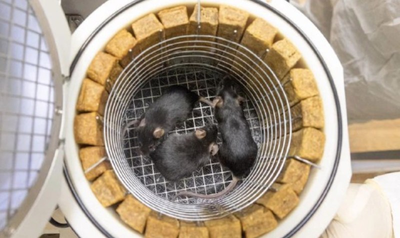 Mice sent into space