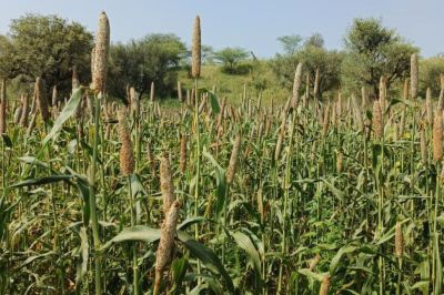 millet MSP price