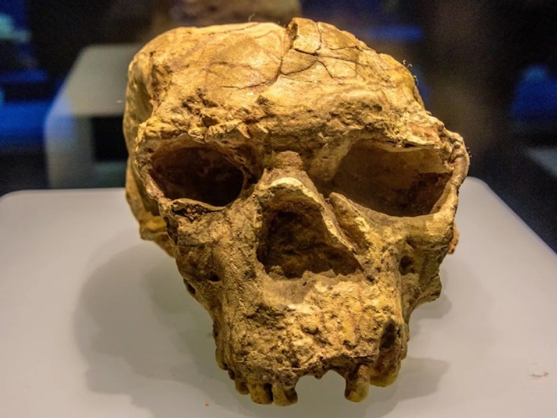10 lakh years old human skull