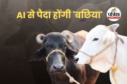 एमपी में AI से पैदा होंगी ‘बछिया’, पशुपालकों को मिलेगी 14 लाख तक की सब्सिडी - image