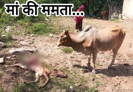 बोराज में पैंथर ने बछड़े का किया शिकार