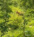 बाघ को सामने देखकर जान बचाने के लिए पेड़ पर चढ़ा युवक, खौफ के वो आधे घंटे जब पेड़ के नीचे ही घूमता रहा बाघ