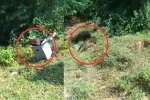 honey badger attack forest department rescue bhind mp news