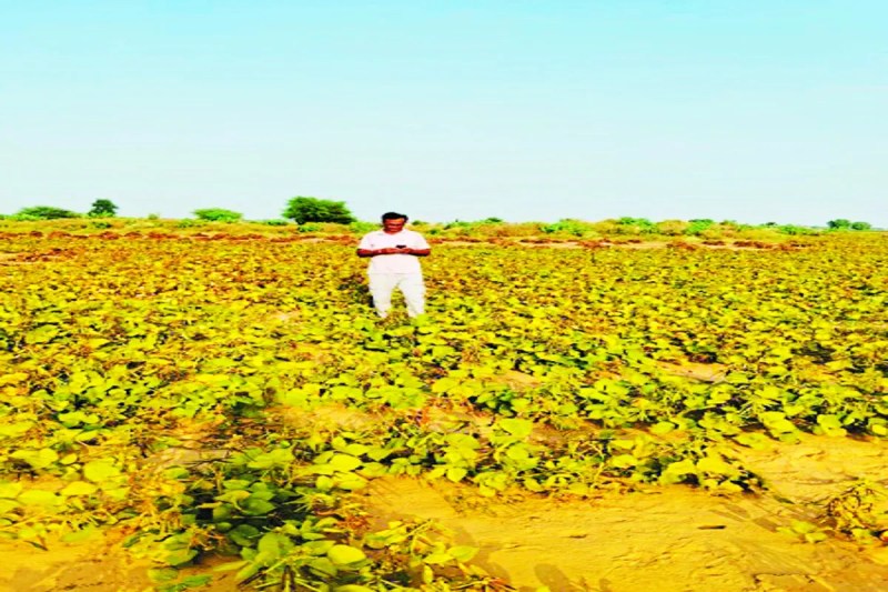 The portal for the purchase of moong is operational, but the Girdawari is stuck.