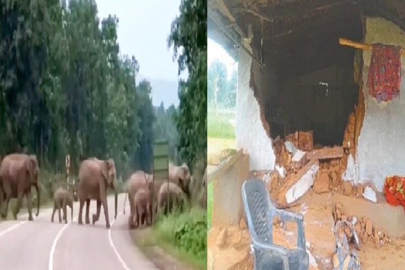 हाईवे पर पहुंचा हाथियों का दल (Photo source- Patrika)