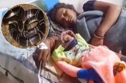 बेड पर सो रही महिला को बेहद जहरीले सांप ने काटा, वेंटिलेटर पर हुई डिलीवरी… - image