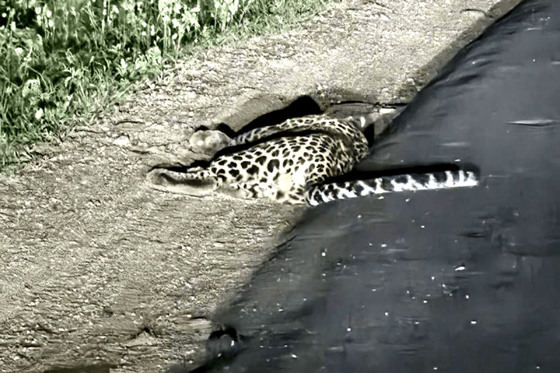 Leopard Dead Body Found On Roadside