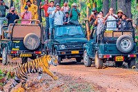 tiger Reserve in mp ho to book safari