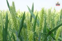 छिलका रहित जौ