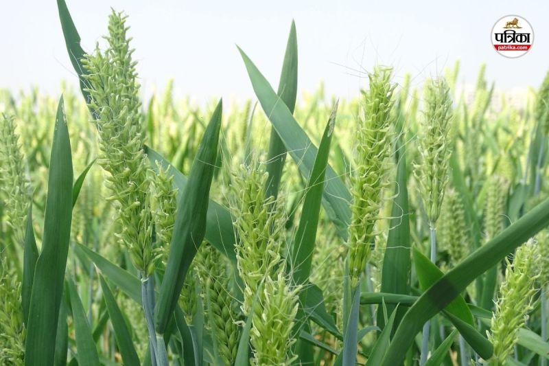 छिलका रहित जौ