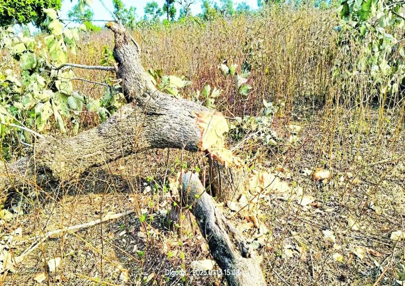 वन भूमि पर ट्रैक्टरों से हंकाई कर वन विभाग की जमीन को कृषि योग्य बनाकर खेती की जा रही है। इसके चलते वन भूमि के बड़े हिस्से पर धीरे-धीरे जंगलों का घनत्व कम होता जा रहा है और कृषि की जमीन का रकबा बढ़ रहा है।