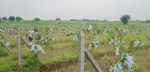 agriculture