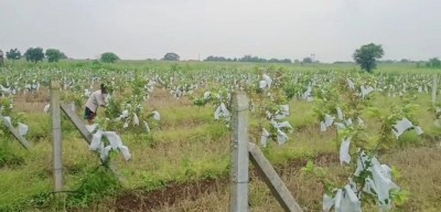 agriculture