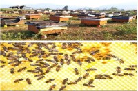 Farmers will now get subsidy on beekeeping