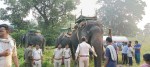 बाघ को पकडऩे और जंगल में खदेडऩे शुरू किया रेस्क्यू