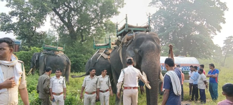 बाघ को पकडऩे और जंगल में खदेडऩे शुरू किया रेस्क्यू