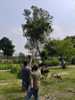 Hundreds of years old green trees standing in the railway institute were cut down by the officials.